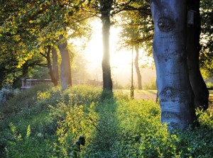 Kungsparken i Malmö