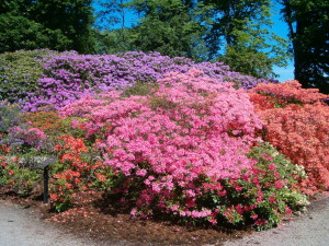 park i helsingborg